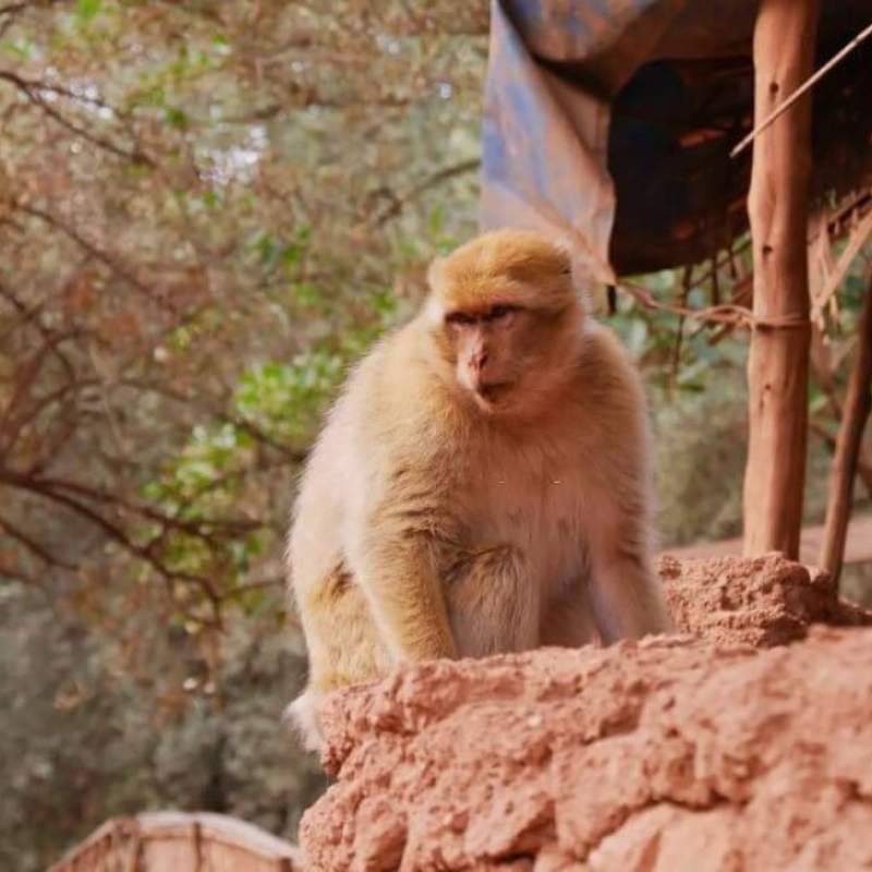 MACAQUE DE BARBARIE A OUZOUD